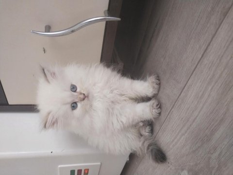 Yakışıklı oğlum yeni ailesine gitmek için hazır chinchilla