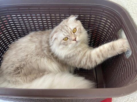 10 aylık erkek scottish fold