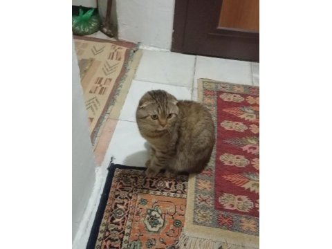 Scottish fold kedimizi sahiplendirme