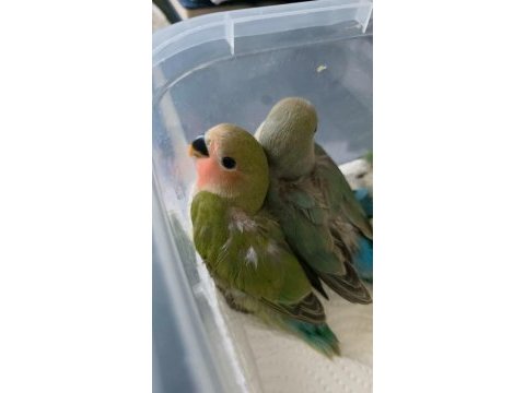 2 aylık bebek sevda papağanları yeni yeme düştü