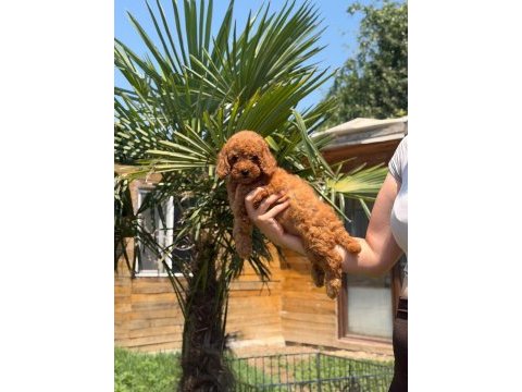 Red toy poodle yavrular