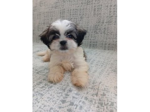 3 aylık shih tzu orjinal teacup yavru erkek