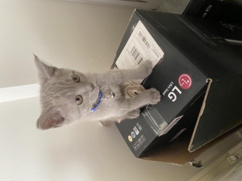 British shorthair kedisi sahiplendirme