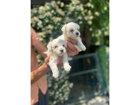 Maltese terrier yavrular