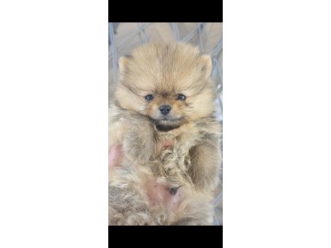 Irk garantili saf kan pomeranian