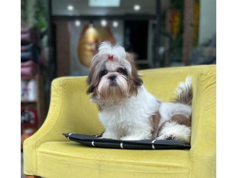 Şecereli shih tzu