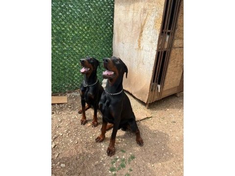Erkek - dişi european doberman maybach-venüs