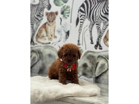 Kore kan poodle bebekler