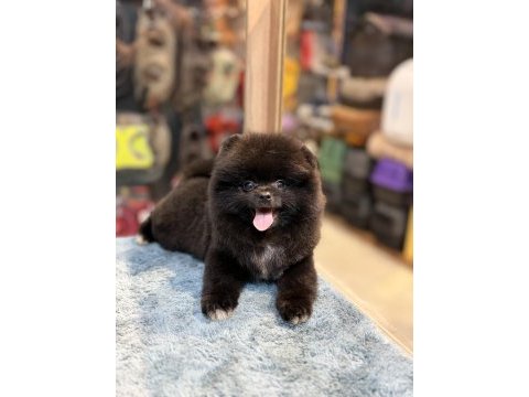 Siyah inci pomeranian
