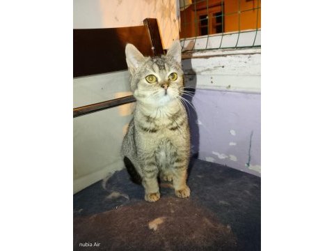 British shorthair bebeğimiz ailesini arıyor