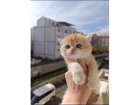 Rezerveye açık safkan golden kedimiz