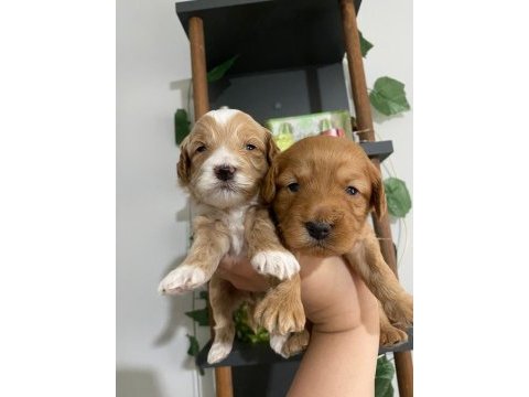 Maltipoo bebekler