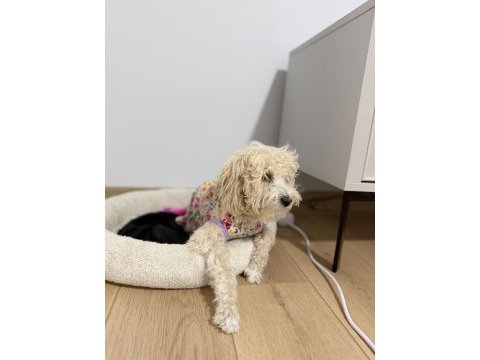 Köpeğimiz yeni yuvasını arıyor