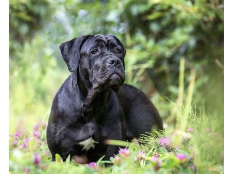 9 aylık cane corso