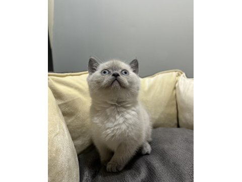 Blue point british shorthair