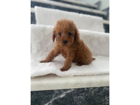 Toy poodle erkek 50 günlük