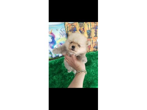 Bebek yüz pomeranian boo bebekler