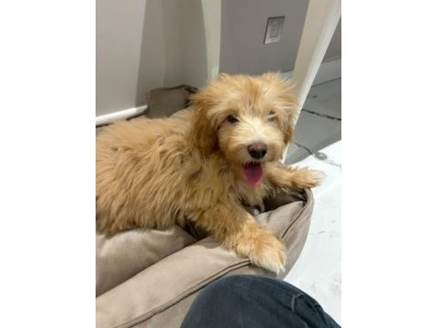 Sevimli köpeğimiz
