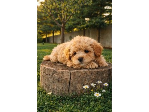 Sevgi dolu maltipoo yavrular
