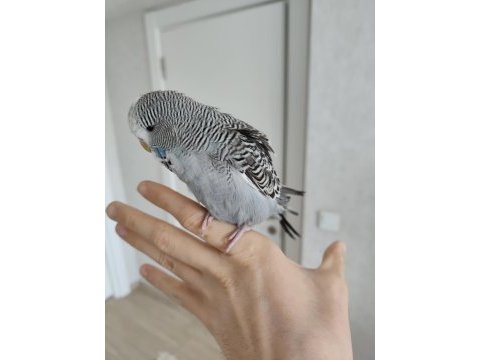Show jumbo yavru muhabbet kuşu