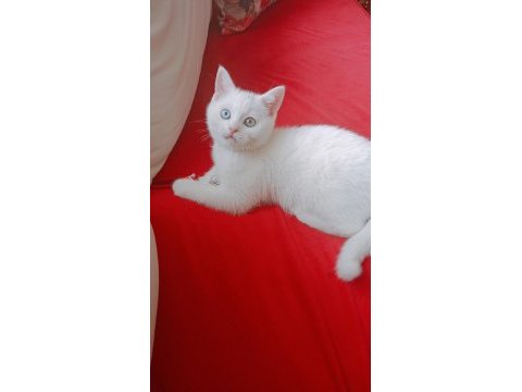 British shorthair yavrumuz