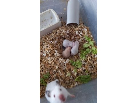 Suriye hamsteri