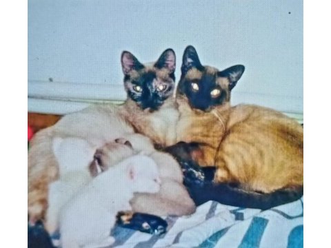 Safkan siyam kedisi yavrular