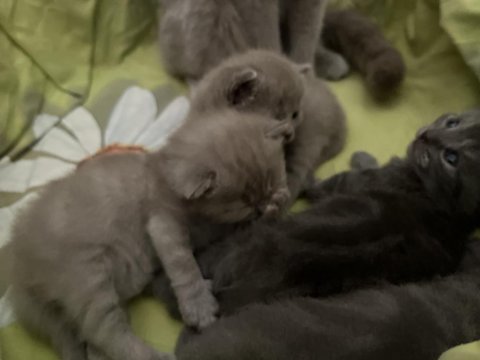 Safkan british shorthair yavrularımız