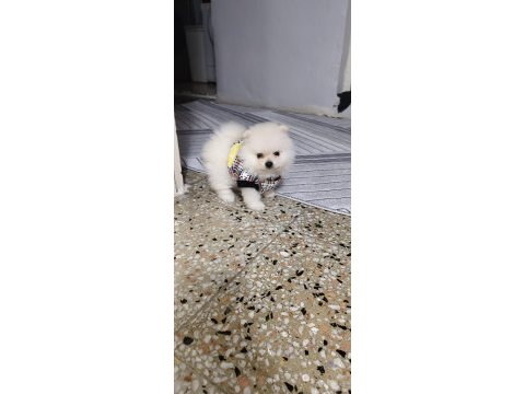 Pomeranian boo yavrularım