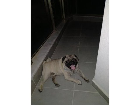 Erkek pug