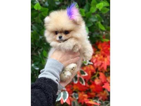 Şecereli pomeranian belgeli bebekler