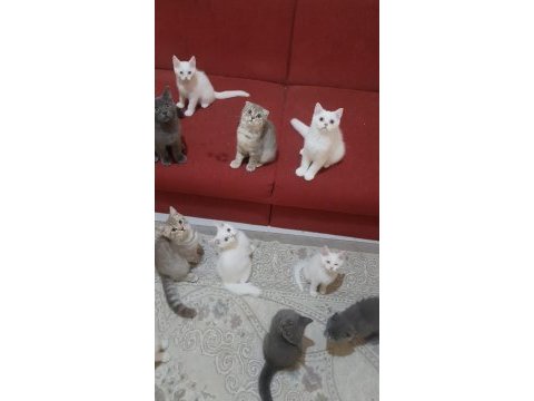 Yeni yuvalarını arayan british yavrularımız hazırdır