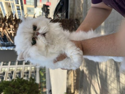 Persian erkek ücretsiz sahiplendirme