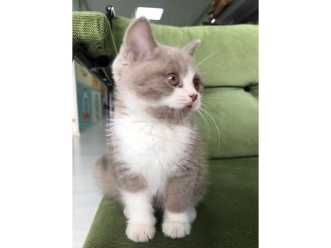 British shorthair lilac bi color erkek yavru