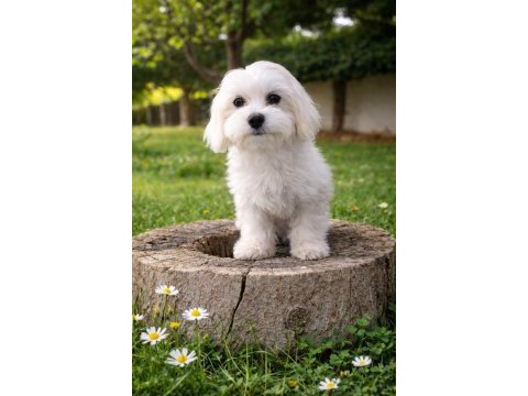 Maltese bebekler