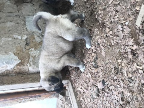 Orjinal has kangal yavruları