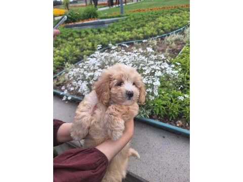 2 aylık maltipoo