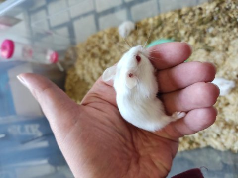 Çok tatlı miniş hamster yavrucaklar