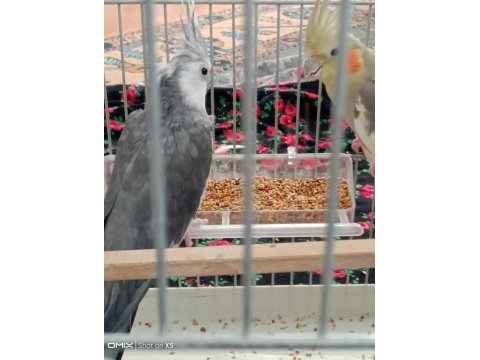 Komple eş sultan papağanı
