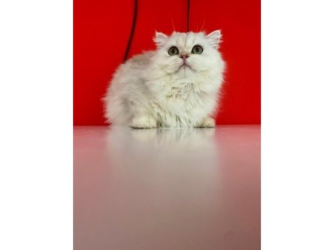 Zümrüt yeşili göz özel renk safkan british longhair