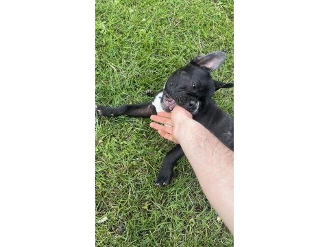 Uyguna 5 aylık fransız bulldog