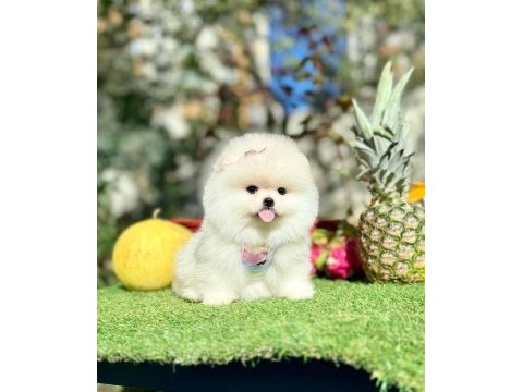 Safkan pomeranian yavruları