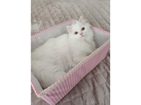 7 aylık british longhair