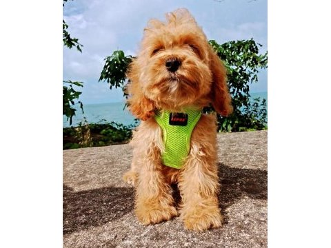 Toy poodle