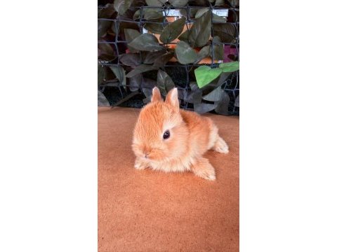 Hollanda lop ve cüce tavşanlarımız