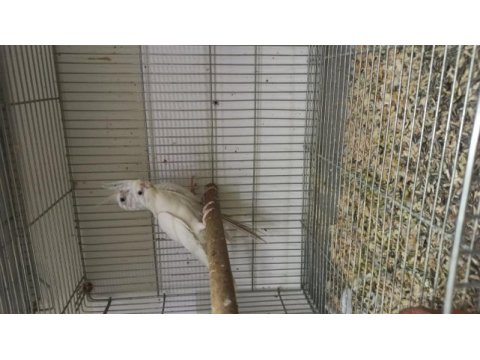 Albino takım hazir sultan papağanı
