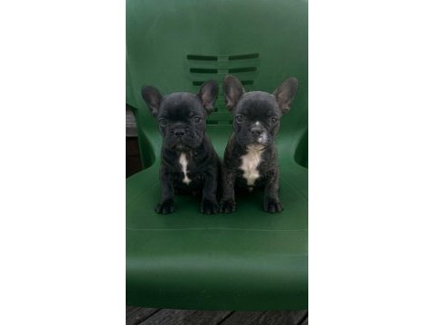 A kalite french bulldog yavrular