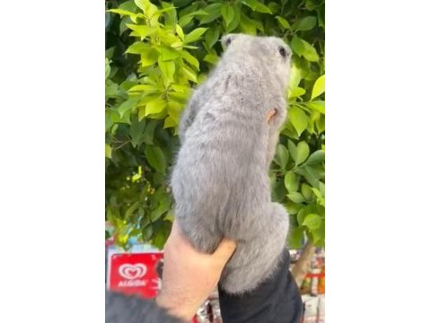 Full aşılı erkek scottish fold