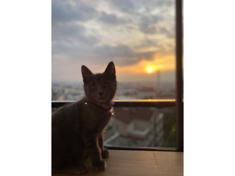 British shorthair acil