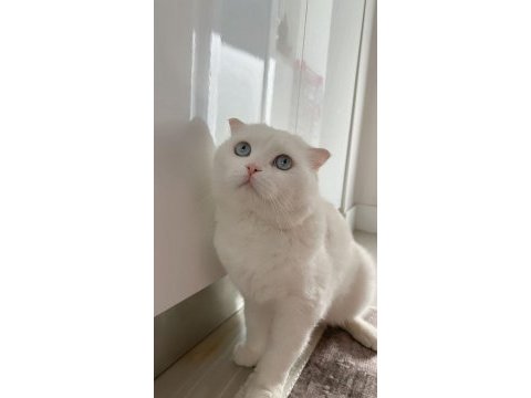 Nazar boncuğu scottish fold